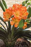 绿盼 蛭石颗粒扦插5L营养土月季多肉绣球园艺养花专用膨胀发根育苗 实拍图