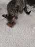 麦富迪猫粮barf霸弗天然猫粮冻干奶糕幼猫粮高蛋白温和养护肠胃鸡肉100g 实拍图