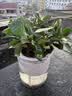 萌肉居易活盆栽花卉水培土培绿植桌面植物浓香型栀子花+早安盆源头直发 实拍图