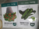 北蔬 矮生番茄种子苗蔬菜红珍珠小西红柿种籽 矮生盆栽红番茄种子50粒 实拍图