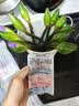 京东鲜花10枝紫色睡莲鲜花水养插花花束家庭客厅室内广州鲜花基地源头直发 实拍图