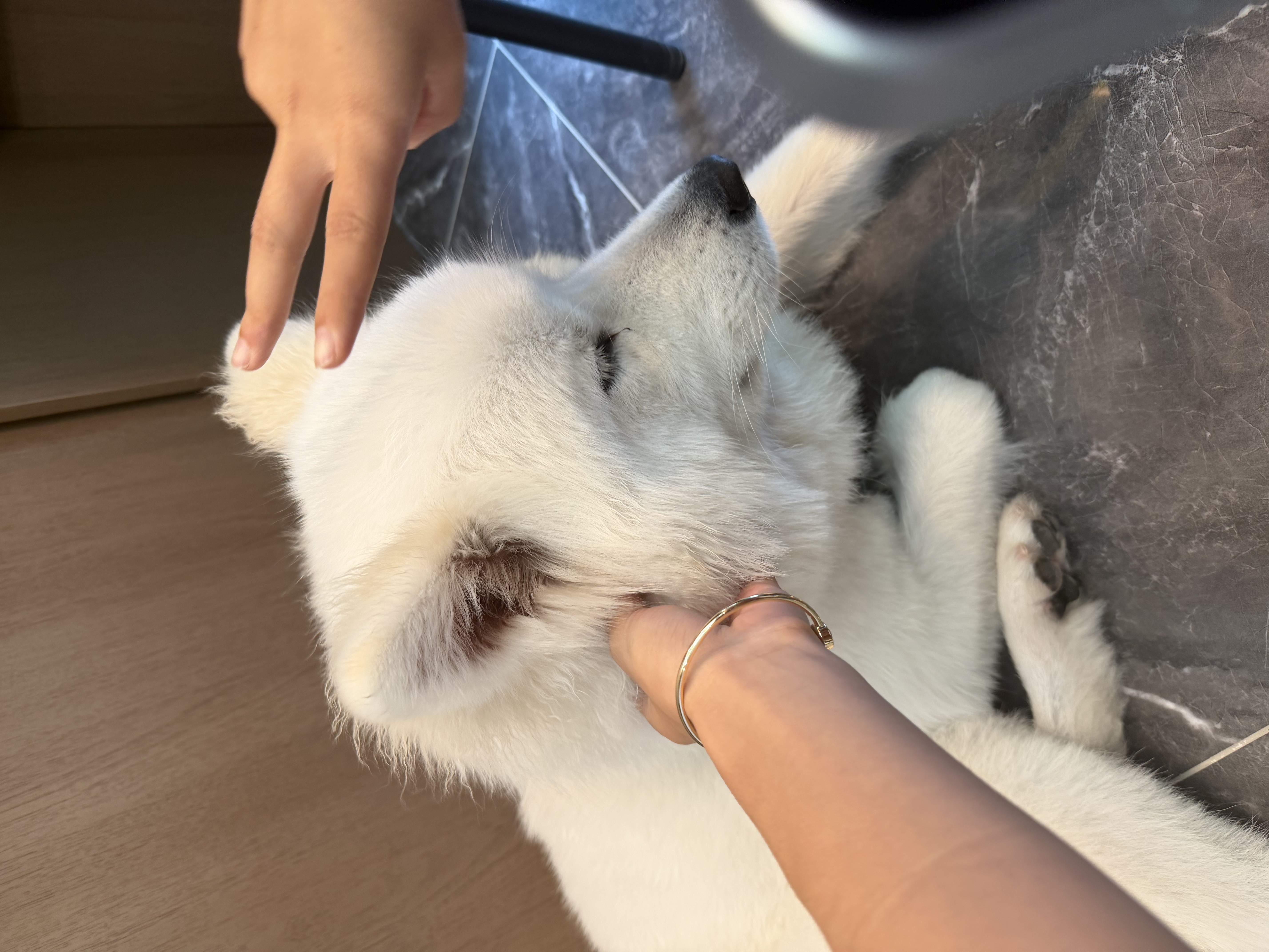 美的（Midea）宠物空气净化器强力吸毛 除猫狗异味抗菌除敏除甲醛 吸猫毛净化器小怪兽PET600【宠物专享升级款】 实拍图