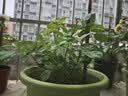 爱丽思（IRIS）Deepot花盆加厚树脂控根圆口绿萝绣球月季多肉发财树塑料加仑花盆 7号浅绿色(口径约23.7cm)约5L 实拍图