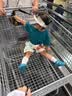 kids.ing可迪星宝宝凉鞋罗马果冻鞋夏季儿童男女童小童洞洞鞋软底 绿色 22 实拍图