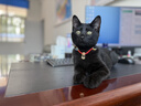 普安特宠物猫咪驱虫药驱虫体内外一体幼成虫跳蚤犬虱非泼罗尼爱滴克套装 实拍图