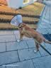 憨憨乐园伊丽莎白圈耻辱圈狗狗猫项圈猫咪头套宠物脖套大型犬防咬圈用品1 实拍图