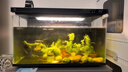 米家小米智能鱼缸 半年免换水专业级背滤系统 APP定时喂食水族箱 米家智能鱼缸 晒单实拍图