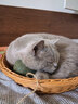 奥克斯（AUX）宠物剃毛器猫咪专用推子长毛猫电推剪静音剃猫毛神器宠物猫脚底推毛器 【长毛猫专用 可防水】标配+美容工具 实拍图