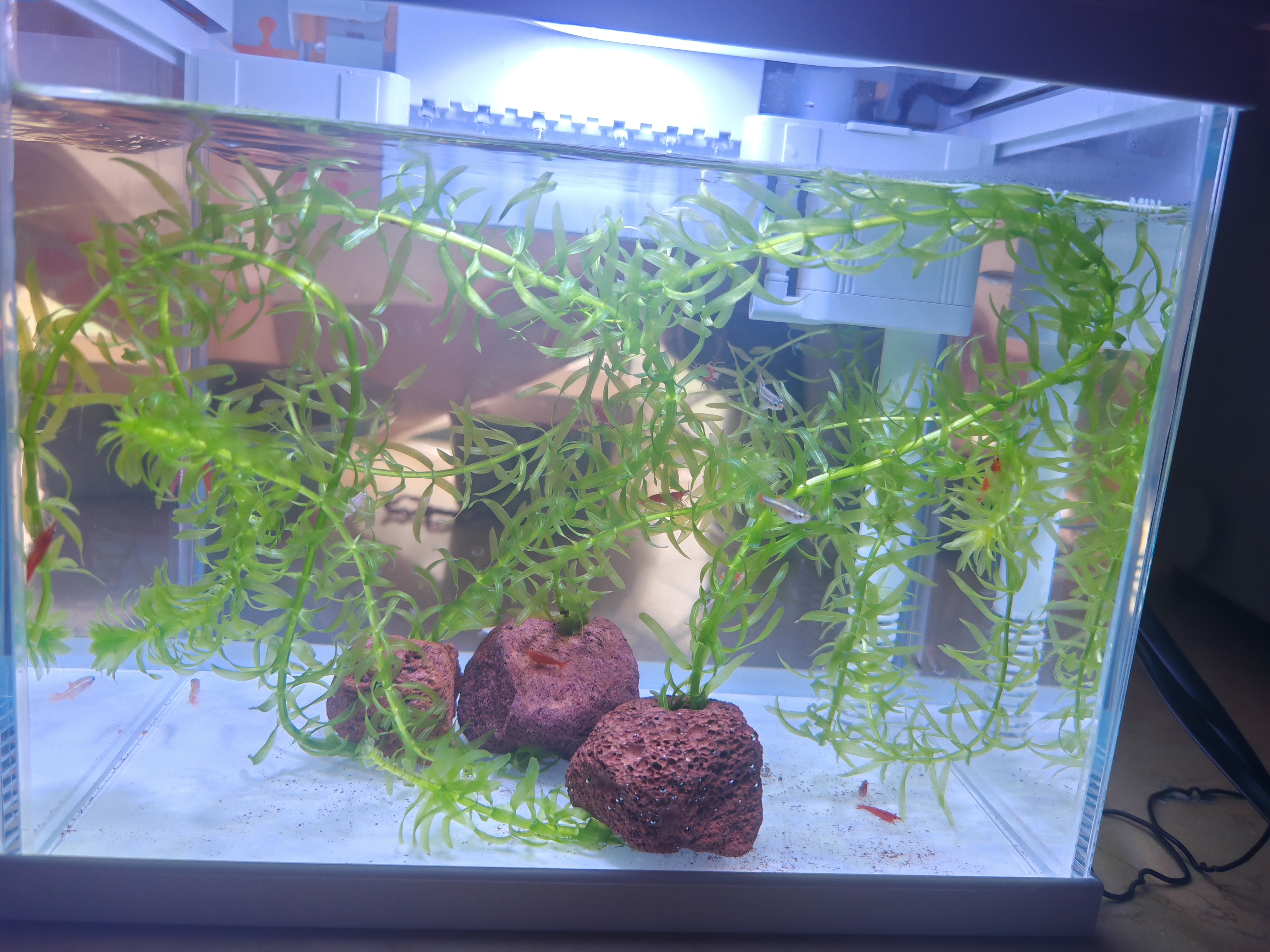 森森（SUNSUN）超白鱼缸过滤制氧一体机自循环客厅水族箱桌面懒人小型玻璃 超白玻璃 250标配（贈豪华滤材+棉） 实拍图