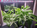乾元益菜 阳台无土栽培蔬菜种植机水培设备家用种菜神器室内家庭种植箱 新款三层立体水循环带灯套装 大 实拍图