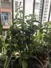 瑞典女王月季夏季耐晒灌木月季带花苞四季开花玫瑰大苗阳台庭院 果汁阳台原盆原土发货中苗25cm左右 实拍图