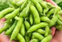 京鲜生(健康食材)0添加低脂肪现摘净重2斤新鲜毛豆颗粒饱满 源头直发 实拍图