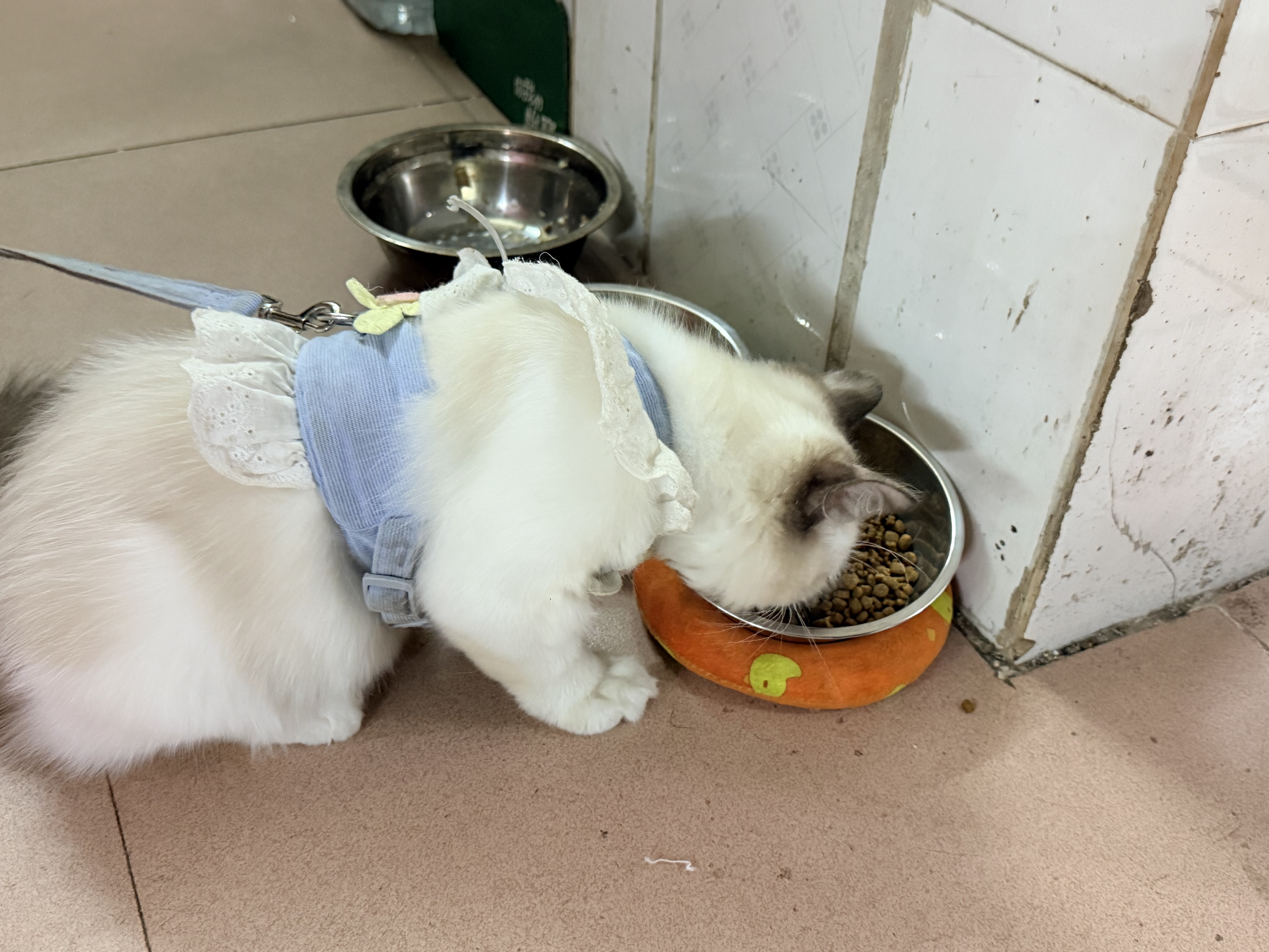 麦富迪猫粮 超肉粒冻干双拼幼猫粮免疫护肠胃 三文鱼2kg 实拍图