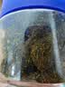 三关六码头无核甘草梅饼福建特产酸甜果脯蜜饯干办公休闲解馋年货小零食218g 实拍图