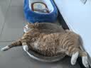 网易严选全价猫粮4.0 成幼猫无谷全阶段营养滋补猫粮 乳鸽乌鸡味1.5kg*4袋 实拍图