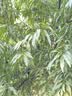 薇婷（VEET）脱毛膏女士腋下四肢50ml 脱毛膏腋下 非私密处非永久去根 实拍图