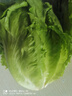 【烧烤季】钟灵山罗马生菜400g 实拍图