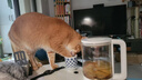普安特宠物猫咪驱虫药驱虫体内外一体幼成虫跳蚤犬虱非泼罗尼爱滴克套装 实拍图