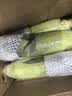 滇味十足（DIANWEISHIZU）水果玉米甜玉米云南金银双色新鲜甜嫩水果玉米棒鲜玉米茄果瓜 金银双色 【精选9斤】（净重 约10-16根） 实拍图