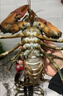 喵和渔【活鲜】鲜活波士顿龙虾大龙虾波龙加拿大进口虾类活虾海鲜生鲜 500-550g/2只【净重】 实拍图