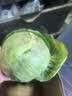 山东新鲜甘蓝包菜卷心菜圆白菜新鲜嫩绿莲花白现摘现发早餐减脂 新鲜包菜 2.8斤净重 人工挑拣 实拍图