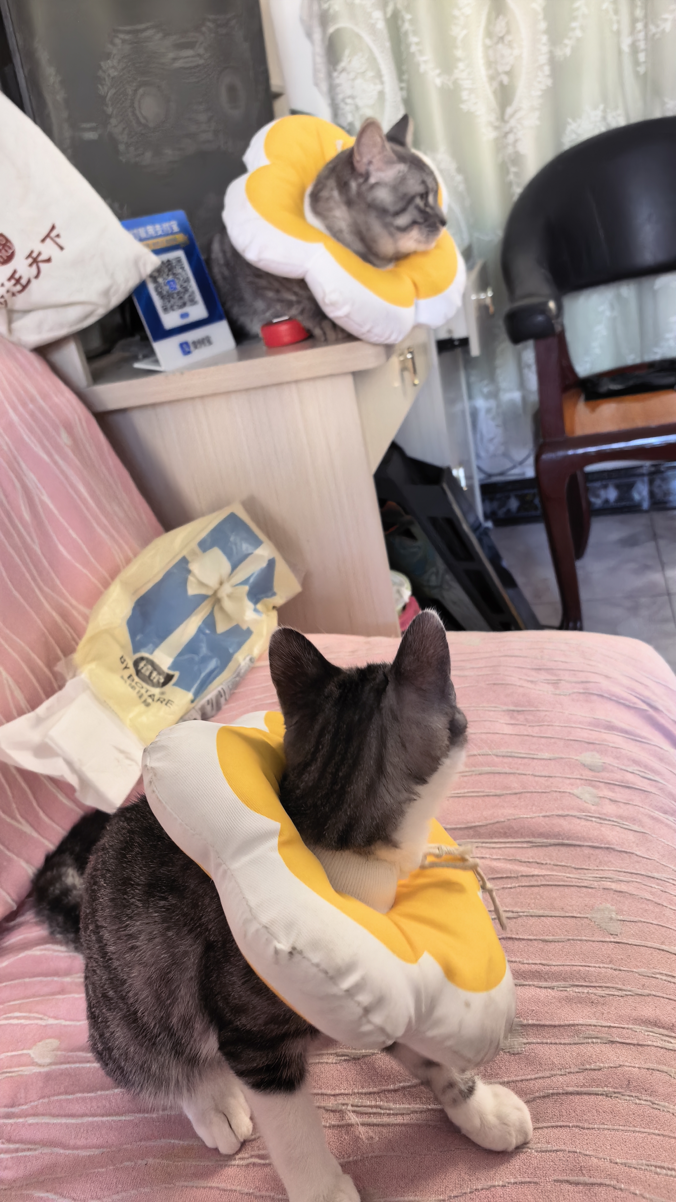 华元宠具（hoopet）猫咪伊丽莎白圈幼猫项圈宠物狗狗耻辱颈圈脖圈头套犬防舔防咬头罩 实拍图