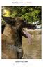 伯纳天纯狗粮中大型犬全价成年犬粮17kg羊肉蔓越莓味囤货装 实拍图
