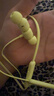 beats Flex 蓝牙无线 入耳式手机耳机【七夕礼物】颈挂式耳机 带麦可通话 适用苹果安卓耳机 柚子黄 实拍图