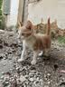 弗列加特猫粮  高鲜肉成猫幼猫全价猫粮 宠物猫干粮试吃尝鲜装 【0压乳烘焙】幼猫粮鸡肉100g*2 实拍图