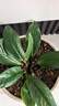 美益棵营养土养花通用型8L园艺专用种菜蔬菜多肉盆栽绿植种植泥炭土壤 实拍图