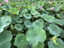 马勒机油滤芯机滤OX1107D奥迪Q5L/A4L/A6L迈腾B8/途观L途安L/新帕萨特 实拍图