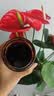 同仁堂五指毛桃茯苓膏伏湿膏祛湿气排毒减肥肚瘦肚子京东自营旗舰店300g 实拍图