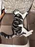 麦富迪猫粮 超肉粒冻干双拼幼猫粮免疫护肠胃 三文鱼2kg 实拍图