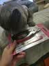 HELLOJOY宠物猫狗指甲剪狗指甲钳猫咪用指甲剪新手专用指甲刀钳磨甲器 实拍图