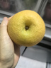 京鲜生【绿色认证】长城羊脂秋月梨 4.5斤装 大果5-7粒 单果300g+ 水果 实拍图