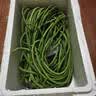 山东莘县大棚豇豆新鲜长豆角凉拌菜脆嫩鲜甜 农家精选净重3斤（净重2.2斤） 实拍图