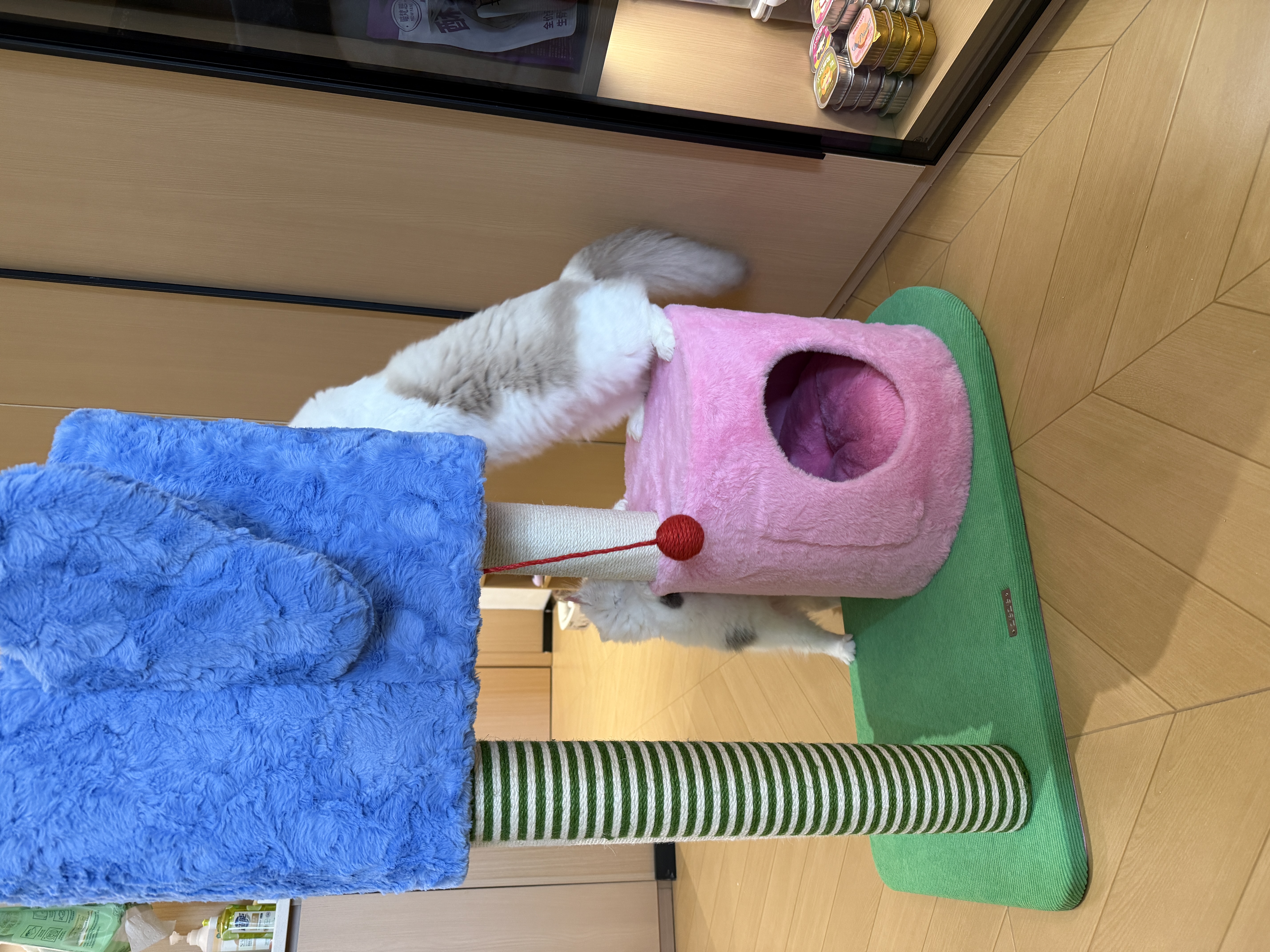ZEZE【大号款】猫爬架猫窝猫树一体通天柱跳台大型不占地猫咪用品 实拍图