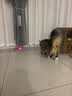 HELLOJOY猫咪玩具自嗨解闷神器智能电动逗猫球自动逗猫棒幼猫遛猫消耗体力 实拍图