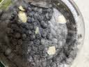 京东京造当归黄芪西洋参黑豆 古法熬制滋补气血即食食补调理养生 以黑养黑 实拍图