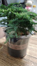 文竹盆栽绿植花卉盆景植物室内客厅水培文松云竹文竹大苗四季常青 小文竹【3棵性价比高】原土球发货 高度15-25cm 实拍图