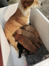 疯狂小狗狗粮幼犬成犬全价粮10kg 金毛泰迪中大型小型通用鸭肉梨20斤 实拍图