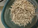 京喜加【26年新根】新鲜鱼腥草折耳根嫩根凉拌节节根现挖猪鼻孔带泥 贵州带泥折耳根2斤 净重1.7斤 畅销装 实拍图
