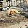 疯狂小狗 狗零食牙倍净洁齿旋风棒宠物幼犬小型犬磨牙棒 猕猴桃配方150g 实拍图