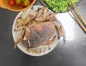鲜活面包蟹400-600g/只 实拍图