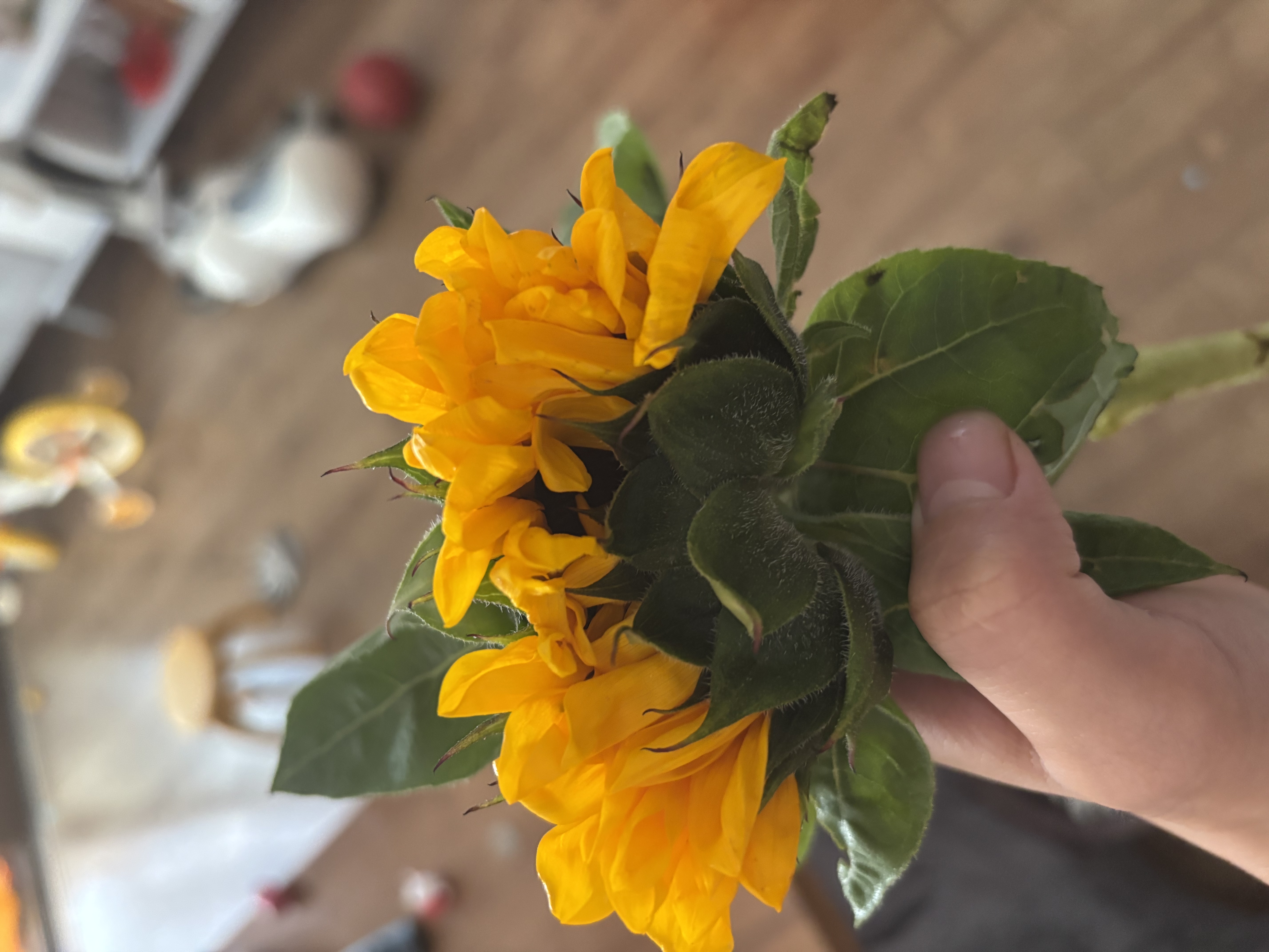 向日葵鲜花云南鲜花基地直发家用花束经典搭配教师节礼物 向日葵10枝 中大花 中大花向日葵 实拍图
