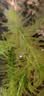 疯狂水草（FKSC）鱼缸水草蜈蚣草鱼缸造景专用真水草懒人水培植物净化水质直接入缸 蜈蚣草【火山石底座】 实拍图