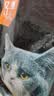亿迪猫粮全价成猫幼猫国产蓝猫布偶流浪猫全阶段20斤羊奶低敏营养丰富 实拍图