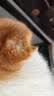 拜达尔宠物猫癣狗癣驱螨虫药真菌感染疥螨蠕形螨止痒杀菌硫软膏15g 实拍图