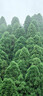舒蕾滋养修护山茶花洗发水护发素礼盒500g+500g精油润发乳 公司福利 实拍图