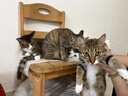 疯狂的主人猫抓板窝特大号猫玩具猫爪板猫抓盆不掉屑猫窝椭圆形瓦楞纸 实拍图
